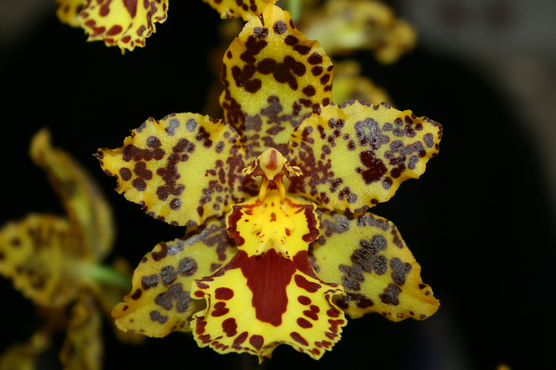 Orchidee, mit einem normalen Kit-Objektiv und im JPEG Format fotografiert