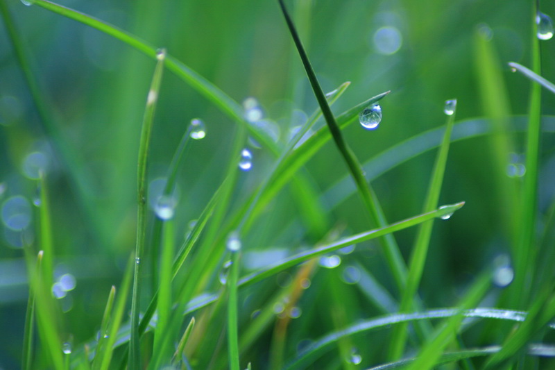 Wassertropfen im Gras im JPEG Dateiformat fotografiert mit der Canon EOS 400D und dem Kitobjektiv.