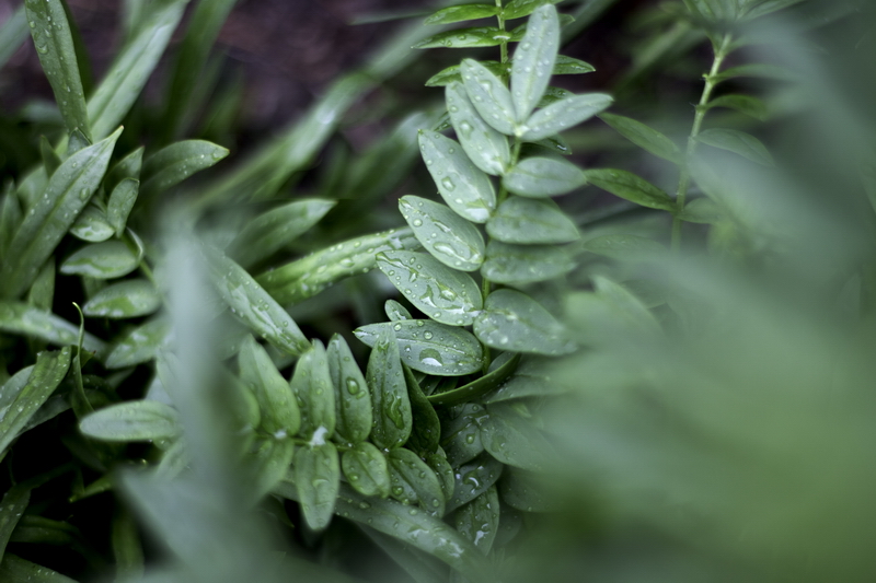 Farn mit Wassertropfen