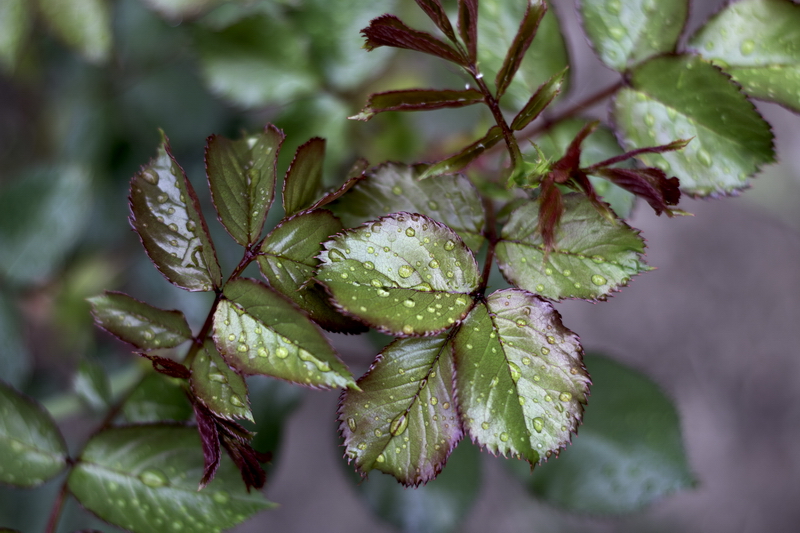 Rosentriebe mit Wassertropfen