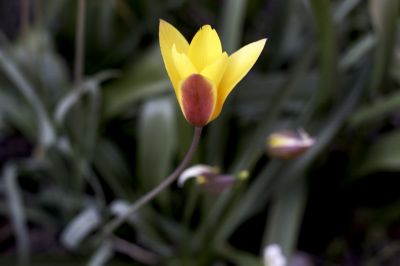 Wildtulpe mit offener Blende