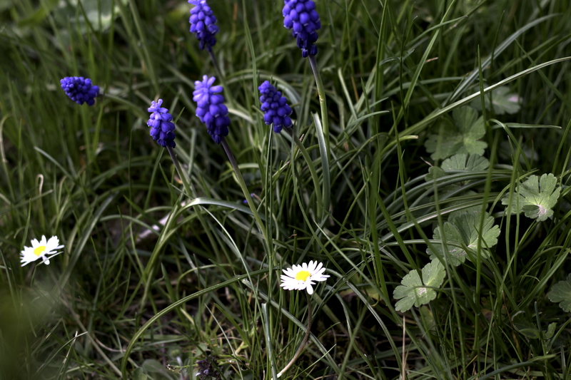 Blaue Traubenhyazinthe und Gänseblümchen