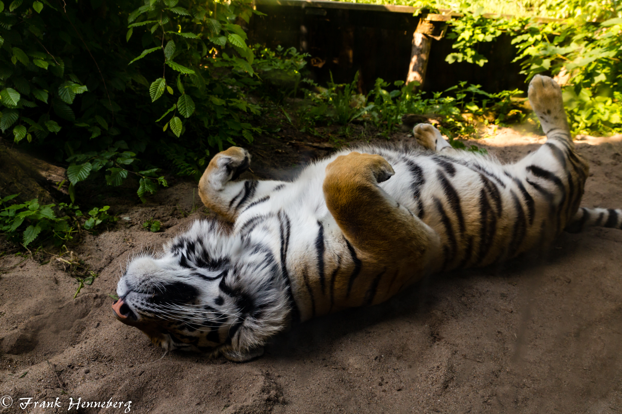 Sibirischer Tiger Armurtiger Ussuritiger