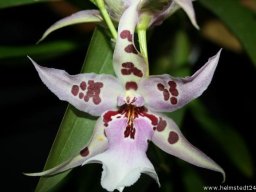 Orchidee Beallara Blumenblüte
