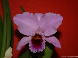 Orchidee Cattleya Percivaliana Tipo Alberts Blumenblüte