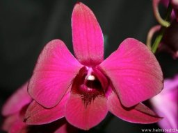 Orchidee Dendrobium Sena Red Blumenblüte