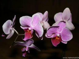 Orchidee Phalaenopsis Blumenblüten