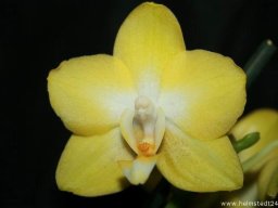 Orchidee Phalaenopsis Anthura Gold Blumenblüte