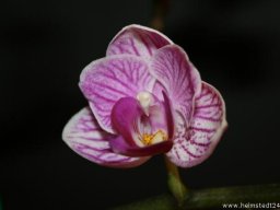 Orchidee Phalaenopsis Little Lady Blumenblüten