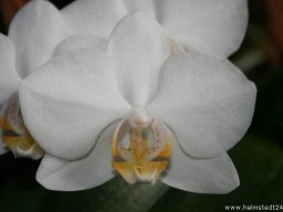 Orchidee Phalaenopsis Weiss Blumenblüten