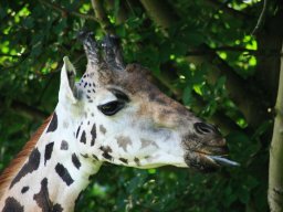 Giraffe mit Zunge